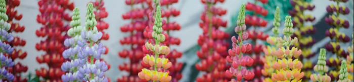 cropped-cropped-gwl__generic_945x310_c1.jpg