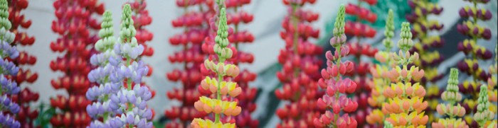 cropped-gwl__generic_945x310_c.jpg